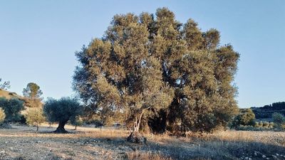 Descubierto en Campo Real un olivo excepcional candidato a árbol singular de la Comunidad