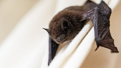 Un proyecto piloto en Aranjuez instala cajas-refugio de murciélagos para controlar al mosquito tigre