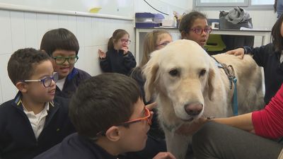 El colegio madrileño donde los perros ayudan a unos alumnos especiales