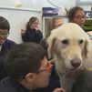 El colegio madrileño donde los perros ayudan a unos alumnos especiales