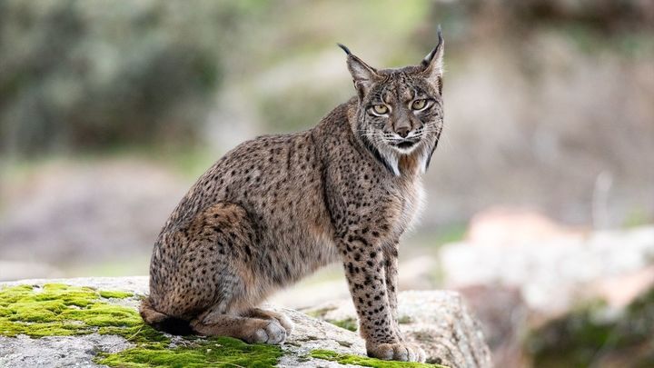 Investigan el hallazgo en El Molar de un lince muerto tras ser tiroteado y mutilado