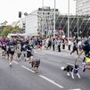 Una San Silvestre 'de perros' en Paracuellos de Jarama