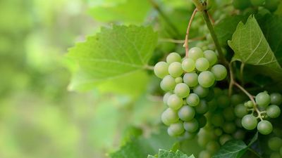 Los peligros de las uvas para los más pequeños y cómo evitarlos