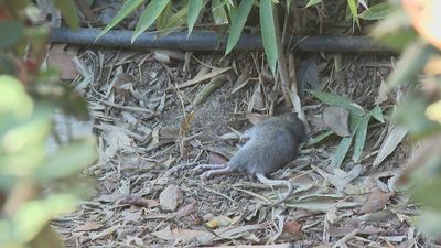 Una plaza de Tetuán  tomada por una plaga de ratas