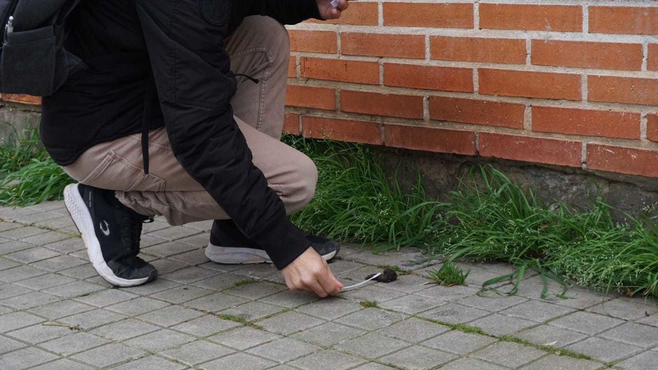 Toma de muestras de heces caninas en una calle de Alcalá de Henares