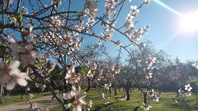 6 lugares para disfrutar de los almendros en flor en Madrid