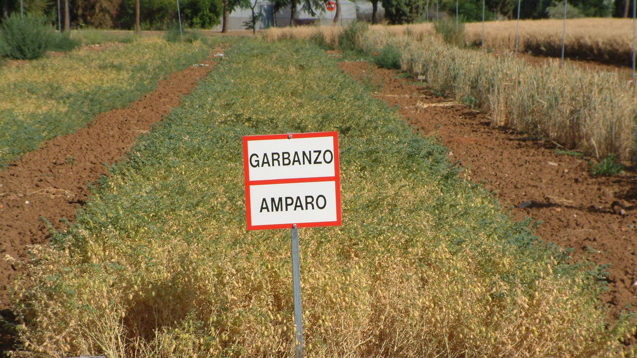 Variedad de garbanzo 'Amparo' en una finca experimental del Imidra