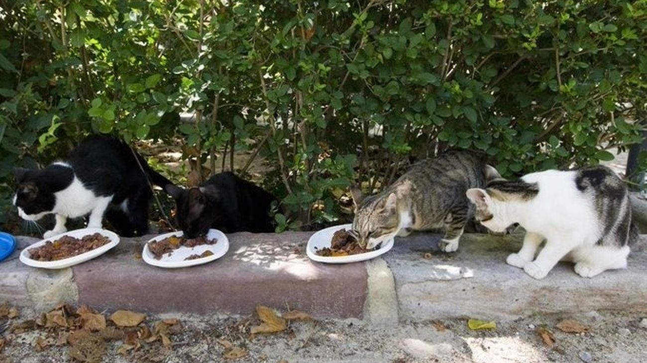 Gatos callejeros