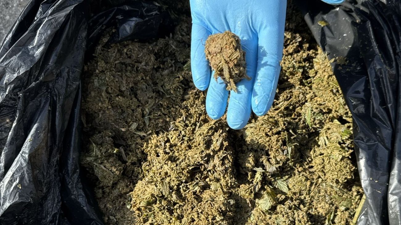 Restos de una plantación de marihuana localizados por la Policía Local de Getafe