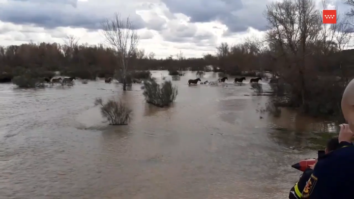 Los bomberos rescatan en Algete a 19 caballos, 2 burros y una vaca  atrapados por la crecida del río Jarama